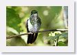 LaPaz - 053 * Green-colored Brilliant Hummingbird (female) * Green-colored Brilliant Hummingbird (female)